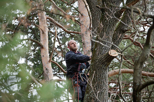  , USA Tree Removal Services Pros